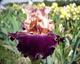 Scottish Warrior - tall bearded Iris